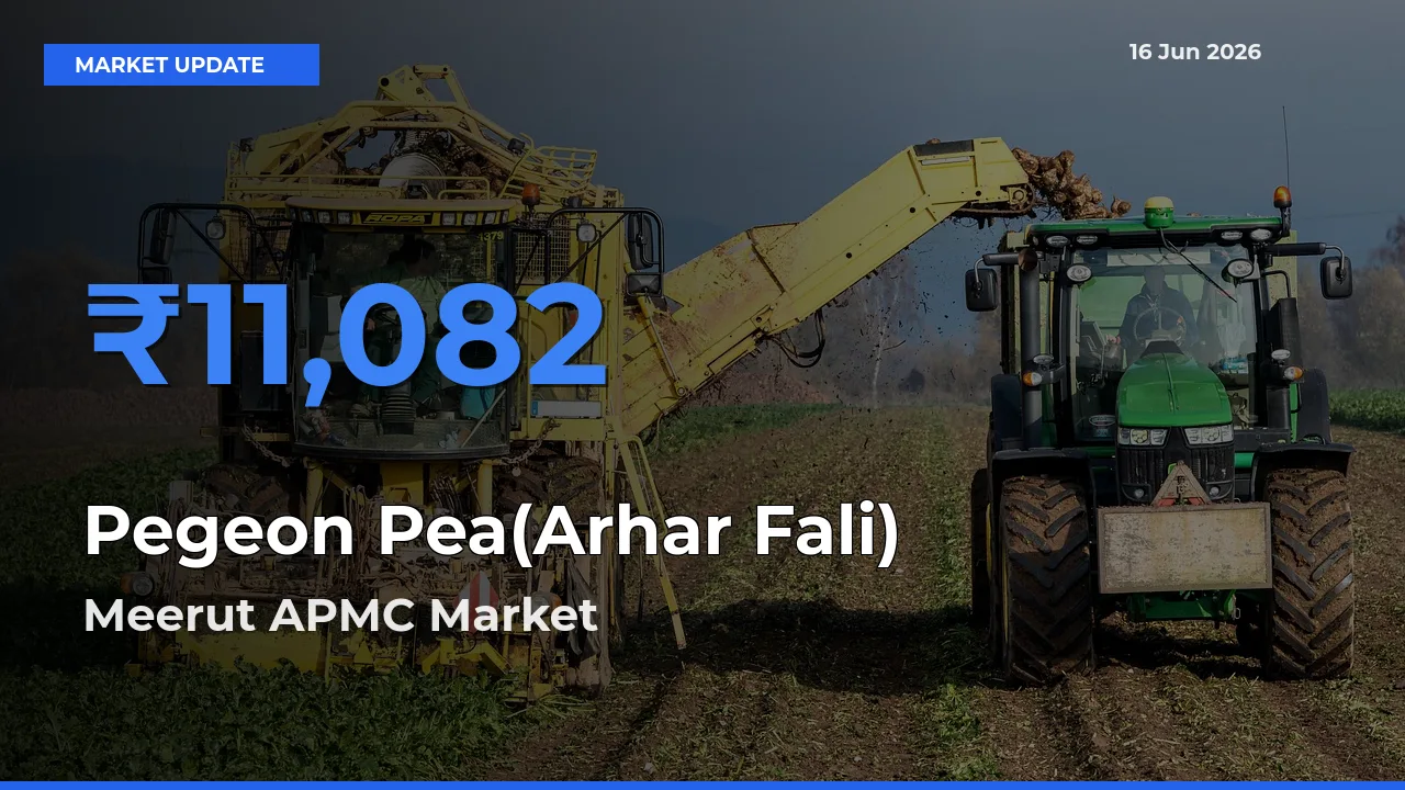 Meerut APMC Tops Pegeon Pea(Arhar Fali) Mandi Rates Today
