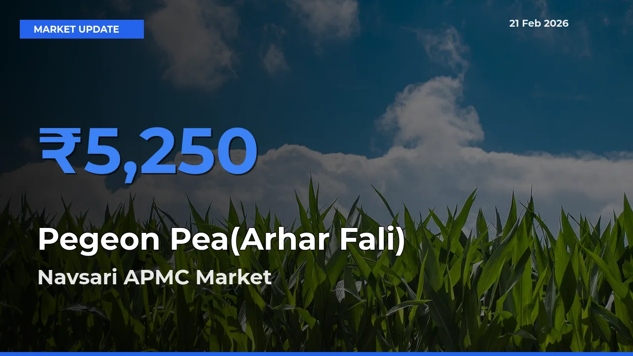Top Performer! Navsari APMC Offers Best Pegeon Pea(Arhar Fali) Price Today