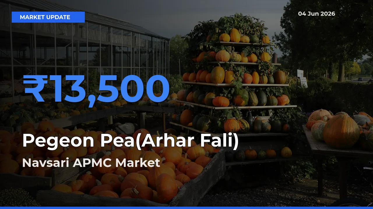 Navsari APMC Tops Pegeon Pea(Arhar Fali) Mandi Rates Today