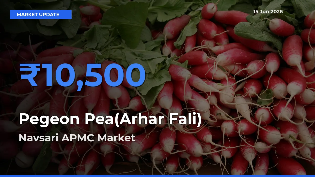 Navsari APMC Tops Pegeon Pea(Arhar Fali) Mandi Rates Today