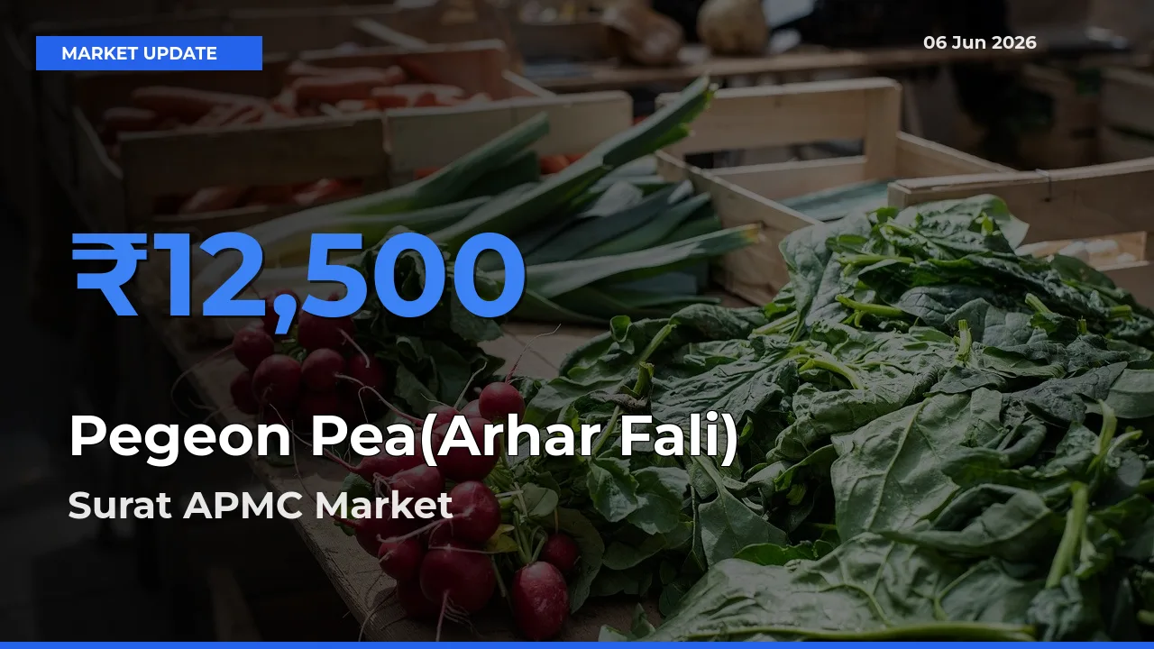 Surat APMC Offers ₹12,500 – Highest Pegeon Pea(Arhar Fali) Rate Today