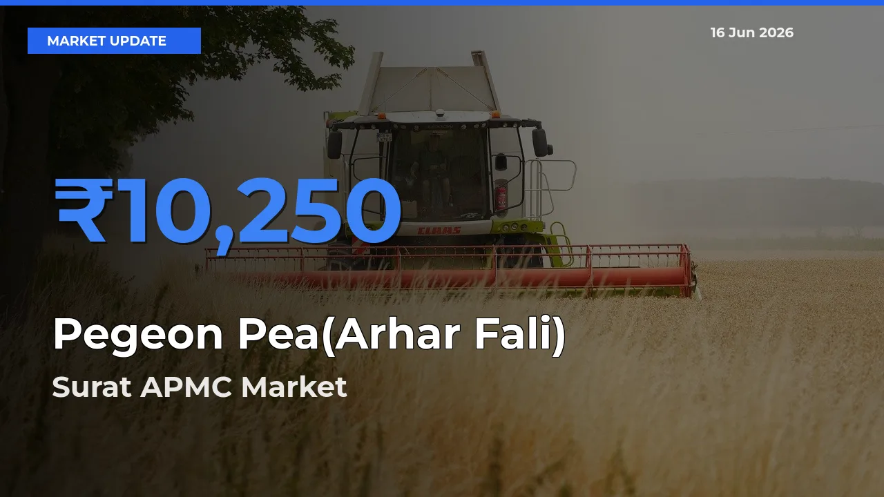 Surat APMC Tops Pegeon Pea(Arhar Fali) Rates – June 16 Market Update