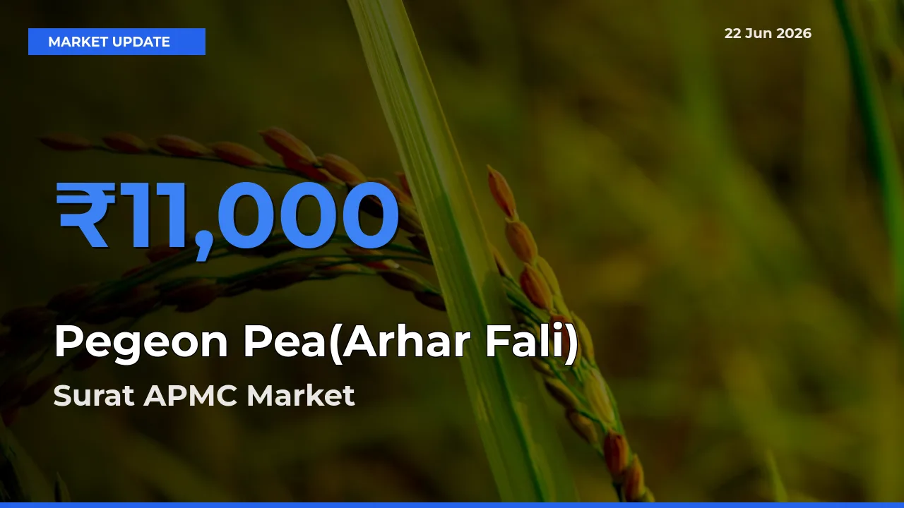 Surat APMC Records Highest ₹11,000 Rate for Pegeon Pea(Arhar Fali)