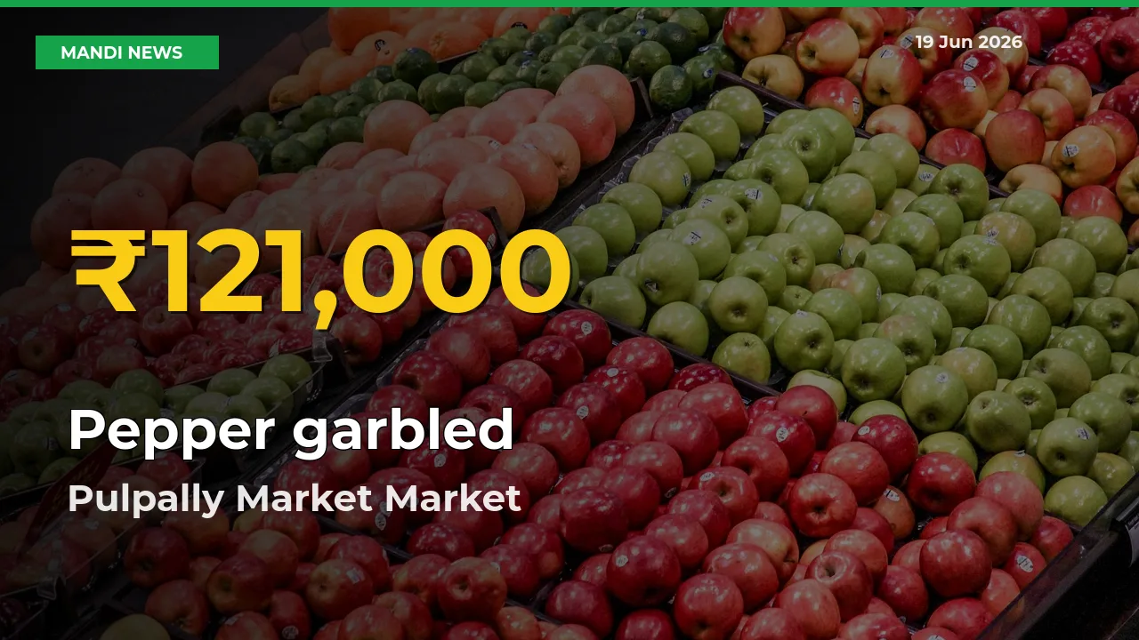 Pulpally Market Leads as Pepper garbled Hits Highest Rate – June 19 Update