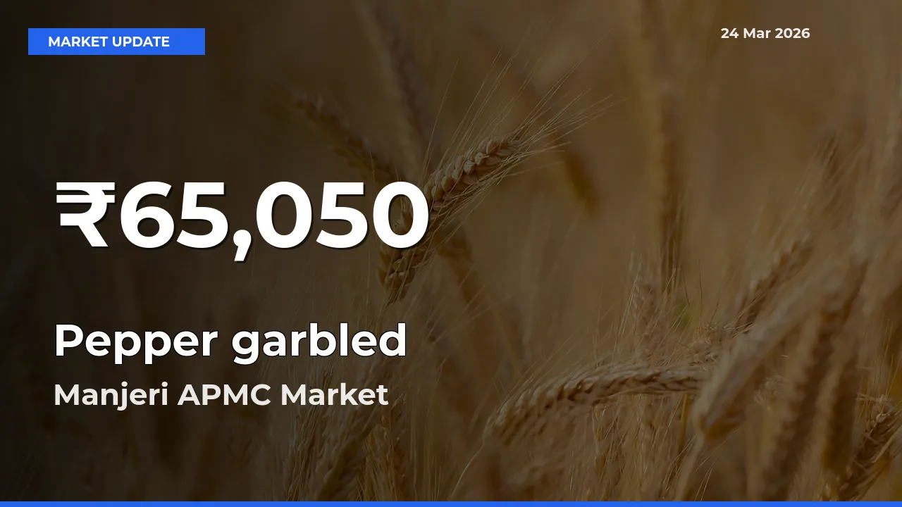 Pepper garbled Hits 30-Day Low in Manjeri APMC