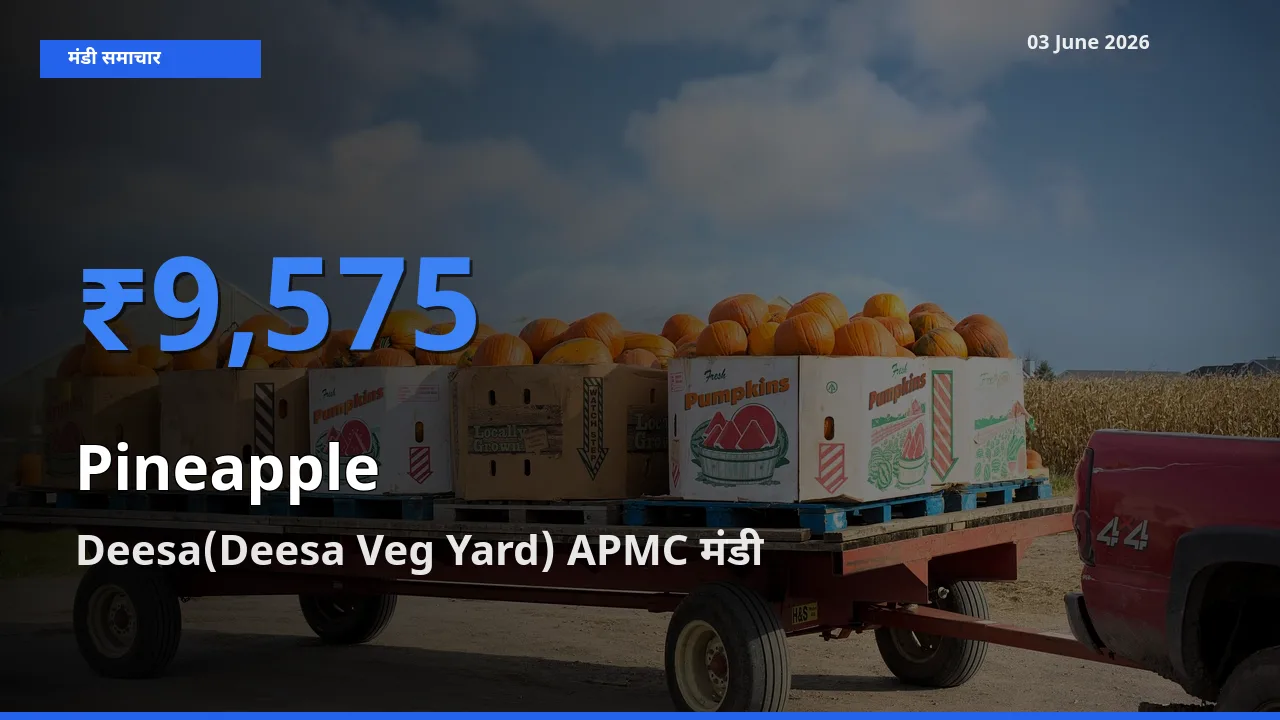 आज अनानास के सबसे ज़्यादा दाम Deesa(Deesa Veg Yard) APMC मंडी में दर्ज