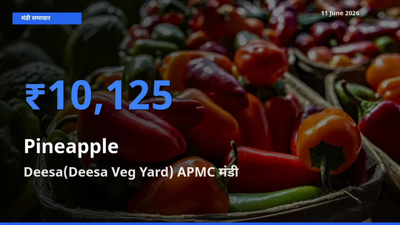 11 June अपडेट: अनानास के सबसे ऊँचे दाम Deesa(Deesa Veg Yard) APMC मंडी में