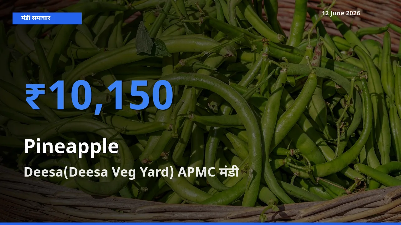 आज का मंडी भाव: अनानास के सबसे ज़्यादा दाम Deesa(Deesa Veg Yard) APMC में