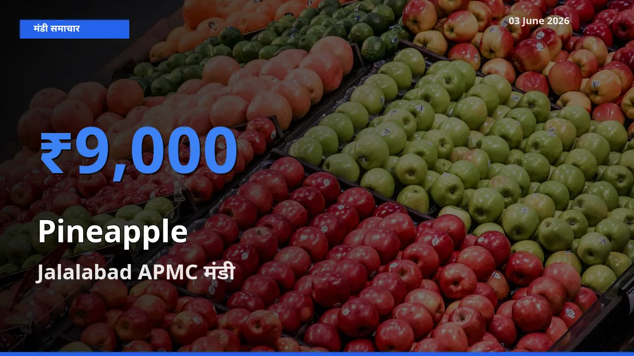 आज अनानास के सबसे ज़्यादा दाम Jalalabad APMC मंडी में दर्ज