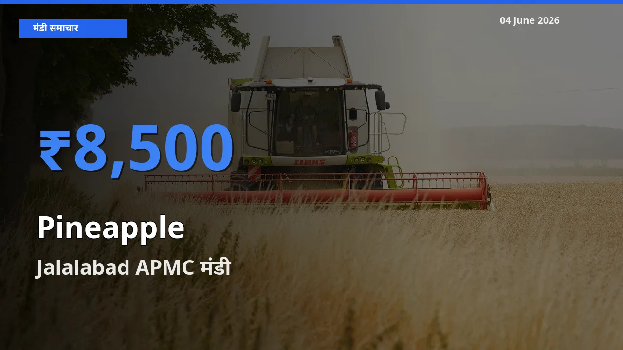 आज का मंडी भाव: अनानास के सबसे ज़्यादा दाम Jalalabad APMC में
