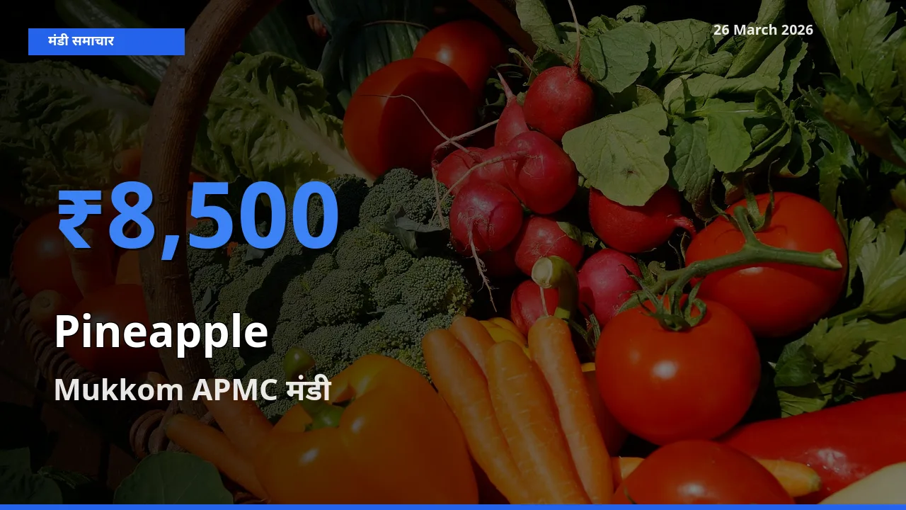 आज अनानास के सबसे ऊँचे दाम ₹8,500 Mukkom APMC मंडी में