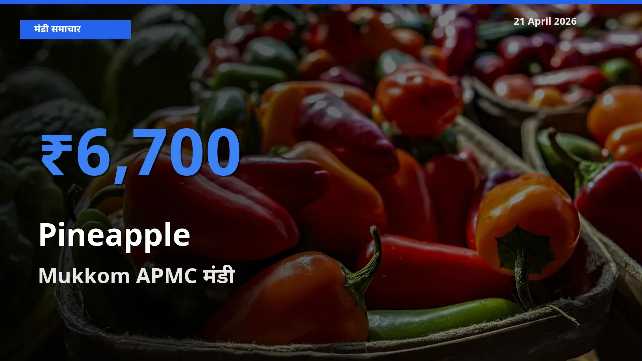 Mukkom APMC में अनानास का आज सबसे ऊँचा भाव