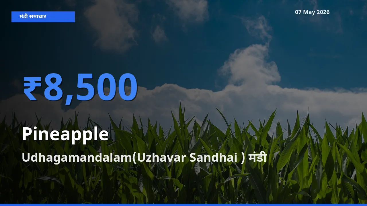 Udhagamandalam(Uzhavar Sandhai ) मंडी में अनानास ₹8,500 पर पहुँचा – आज का सर्वोच्च भाव