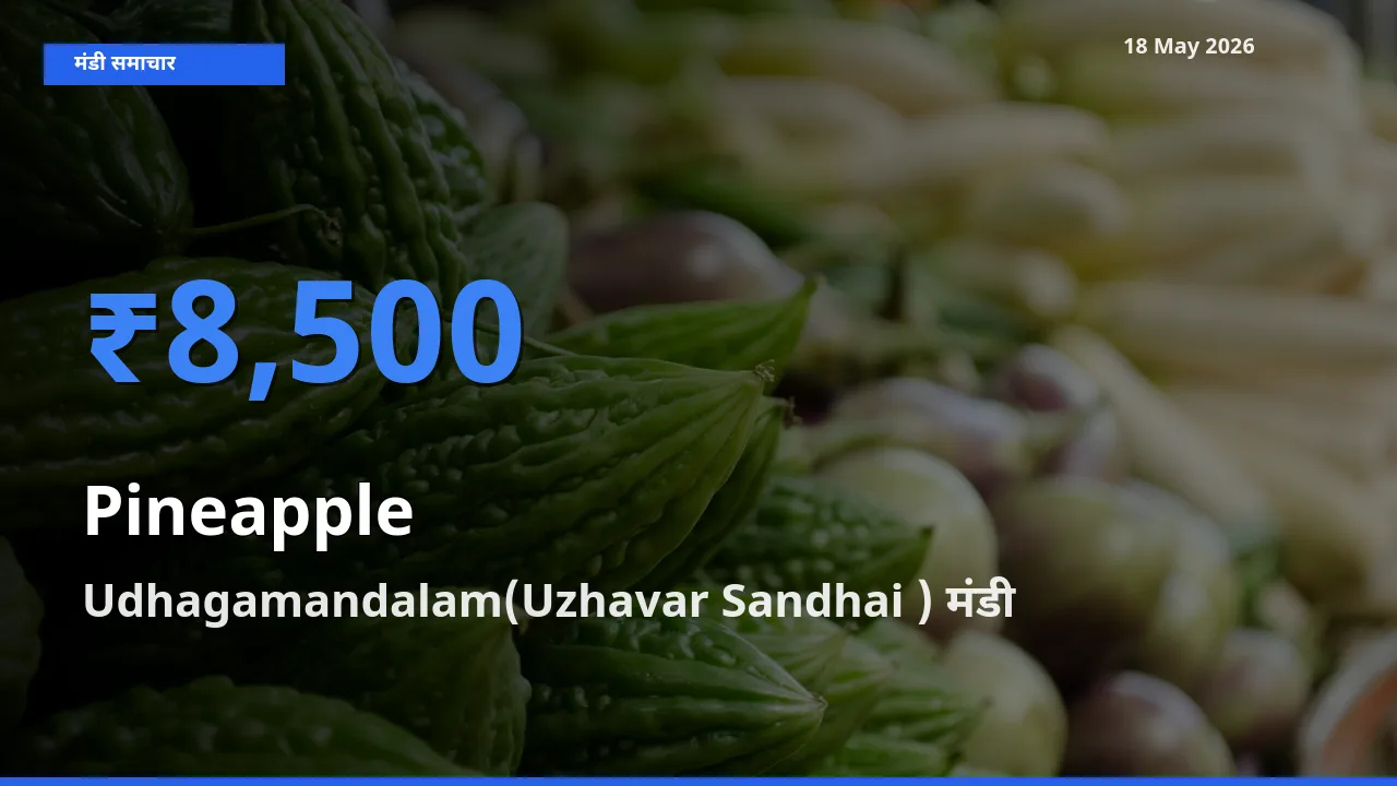 आज का मंडी भाव: अनानास के सबसे ज़्यादा दाम Udhagamandalam(Uzhavar Sandhai ) में