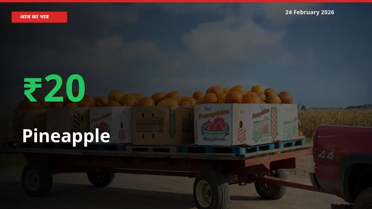 बाज़ार संकेत: Pineapple के भाव मंडी में 19.57% ऊपर