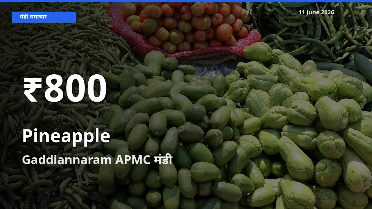 आज का मंडी भाव: Gaddiannaram APMC में अनानास 30 दिन के सबसे कम स्तर पर