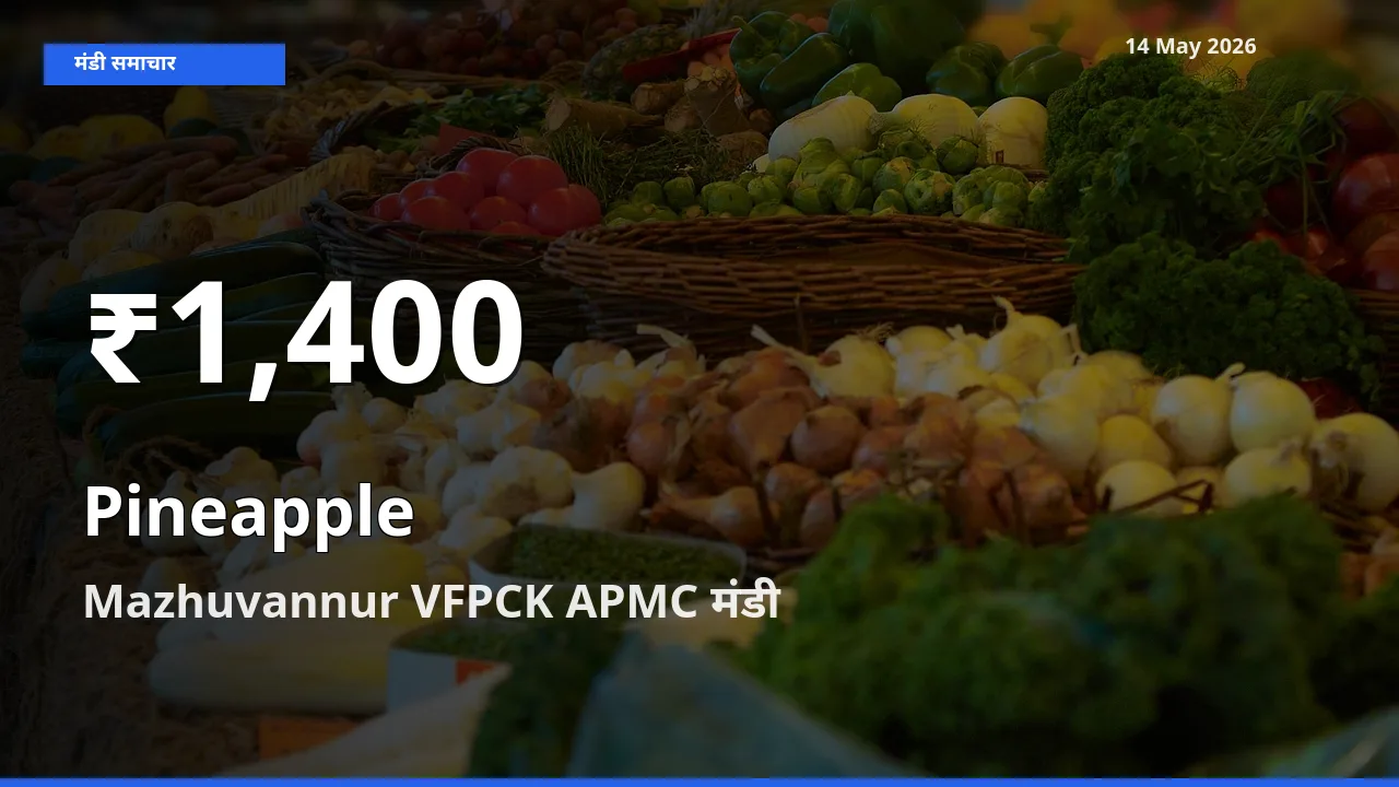 किसानों के लिए चिंता का विषय? अनानास के दाम Mazhuvannur VFPCK APMC में 30 दिन के न्यूनतम स्तर पर