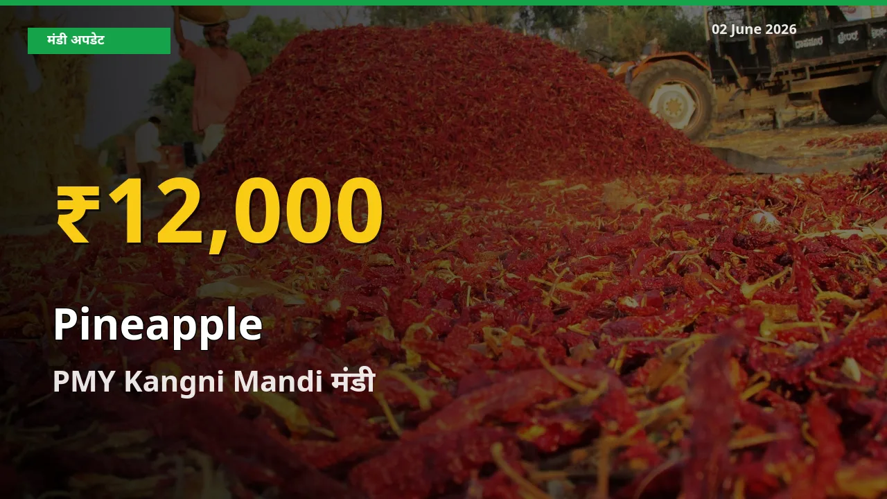 अनानास के दामों ने बनाया नया रिकॉर्ड, PMY Kangni Mandi में तेज़ी