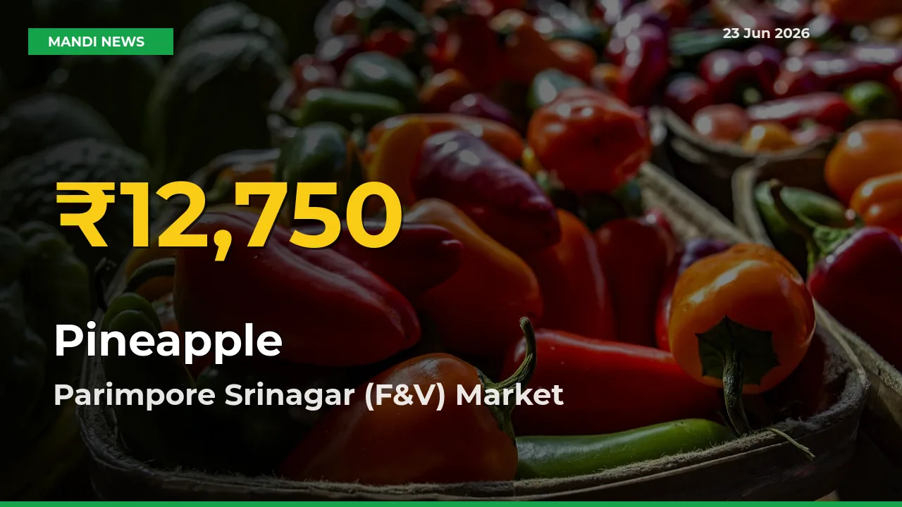 Pineapple Price Rally Continues – Parimpore Srinagar (F&V) Hits Fresh High Today