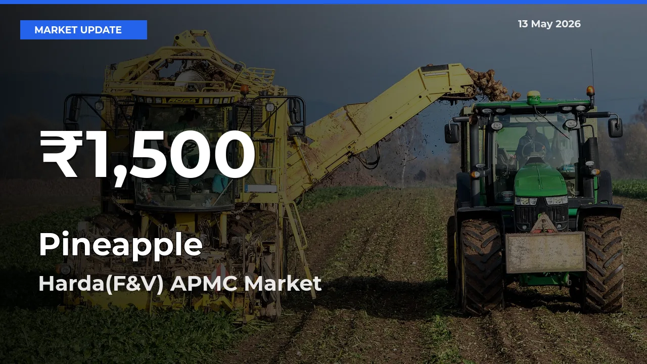 Pineapple Hits 30-Day Low in Harda(F&V) APMC