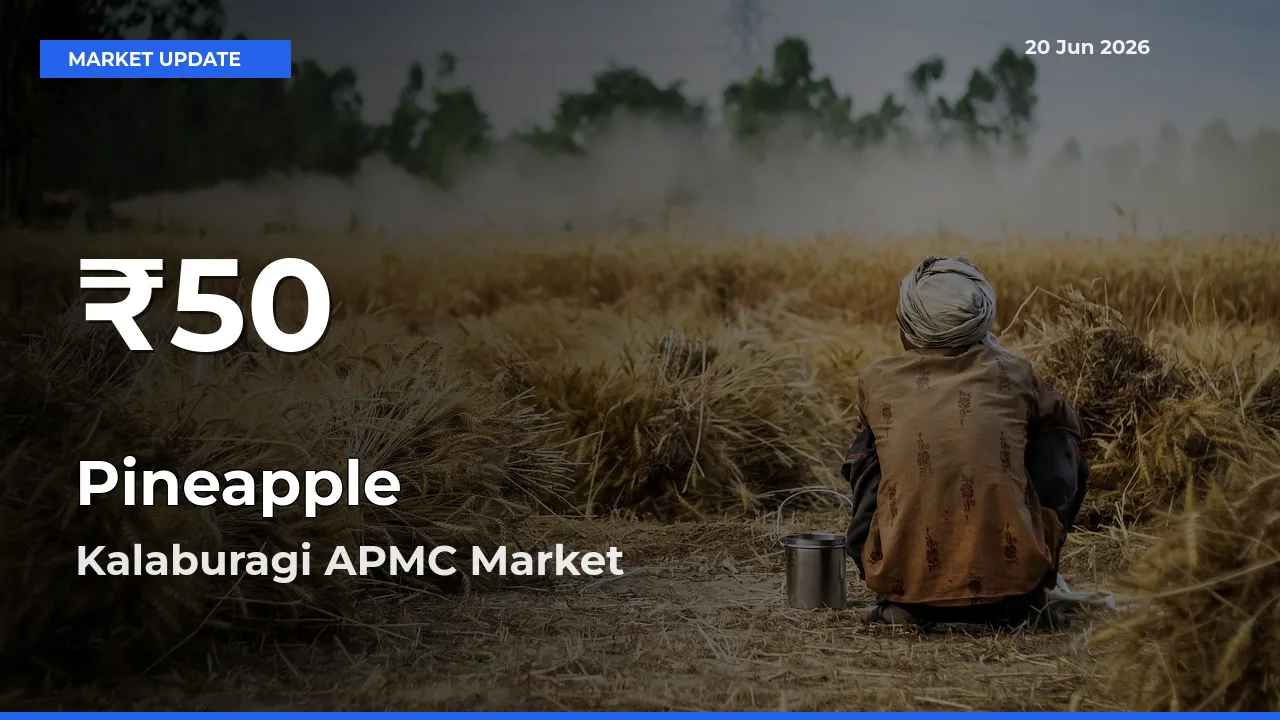 Pineapple Prices Touch 30-Day Low in Kalaburagi APMC – June 20 Update