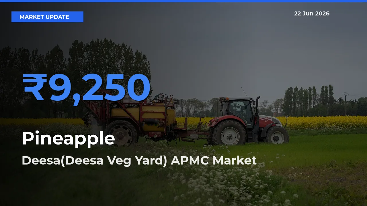Deesa(Deesa Veg Yard) APMC Records Highest ₹9,250 Rate for Pineapple