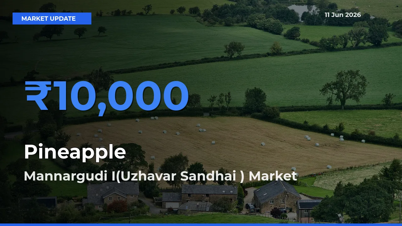 Mannargudi I(Uzhavar Sandhai ) Tops Pineapple Rates – June 11 Market Update