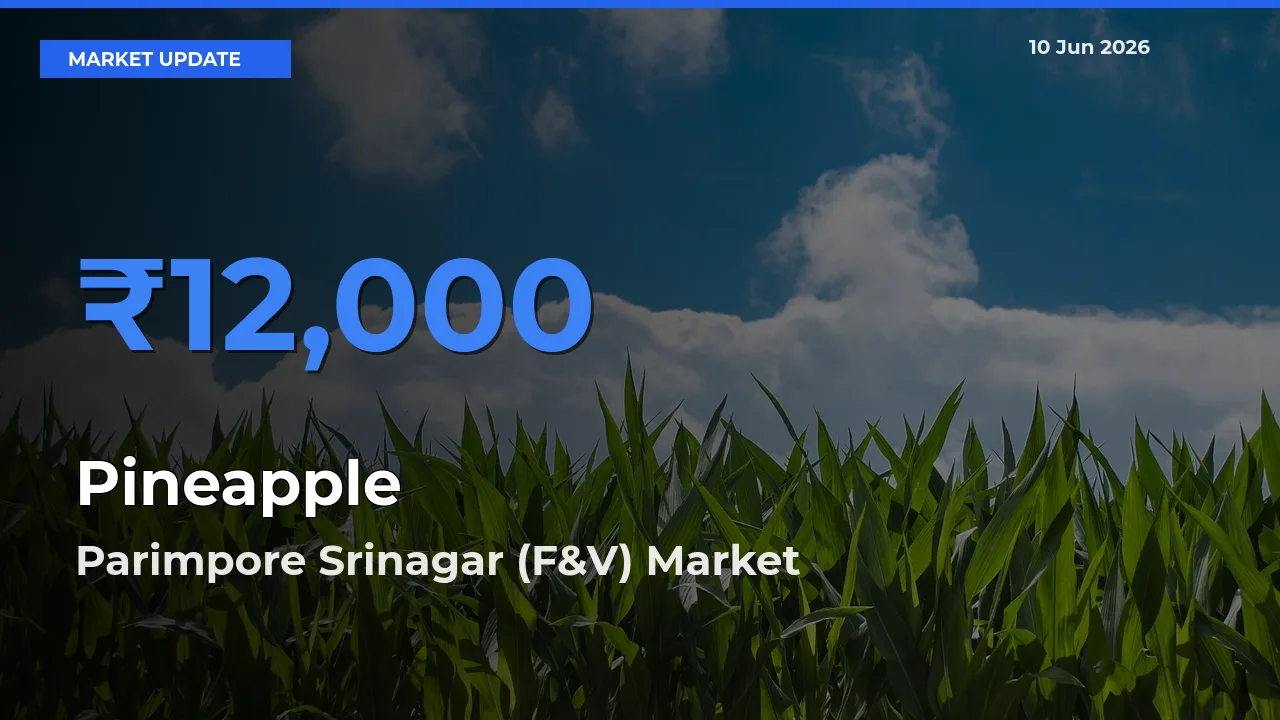 Parimpore Srinagar (F&V) Tops Pineapple Mandi Rates Today