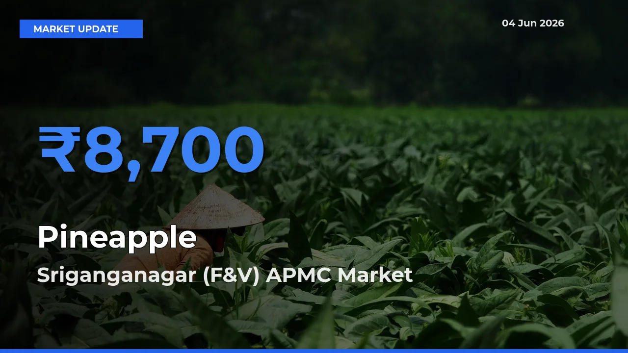 Sriganganagar (F&V) APMC Tops Pineapple Mandi Rates Today