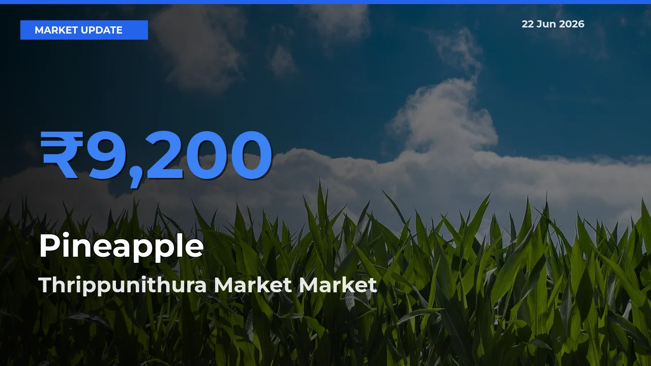 Market Watch: Thrippunithura Market Becomes Top Mandi for Pineapple