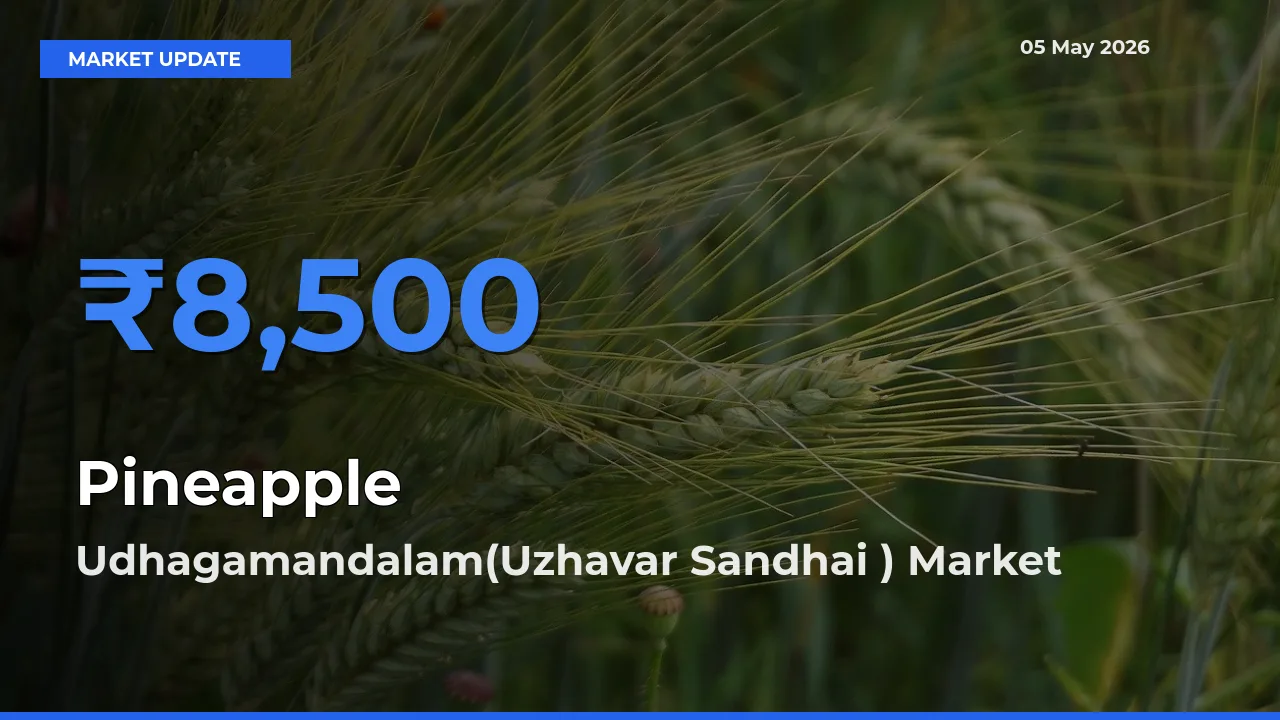 Udhagamandalam(Uzhavar Sandhai ) Tops Pineapple Rates – May 05 Market Update