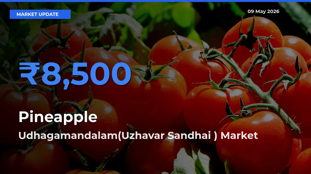 Udhagamandalam(Uzhavar Sandhai ) Offers ₹8,500 – Highest Pineapple Rate Today