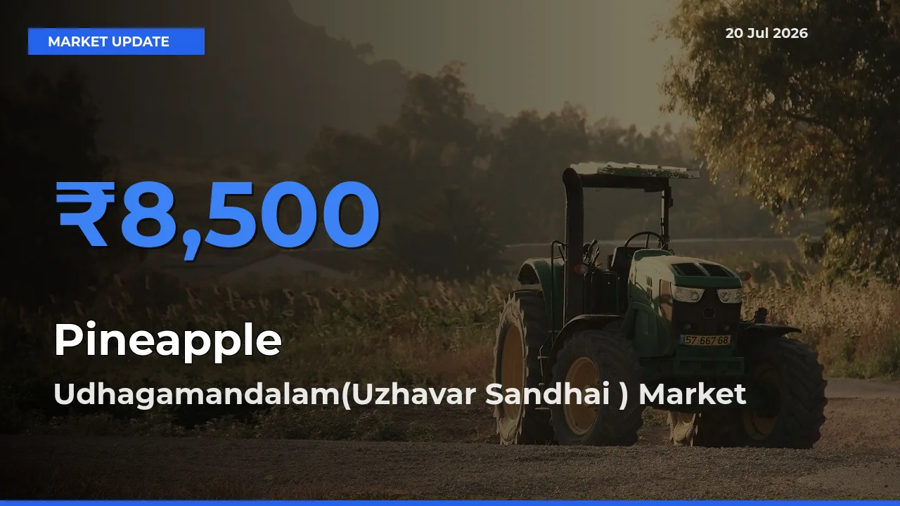 Farmers Prefer Udhagamandalam(Uzhavar Sandhai ) as Pineapple Hits Highest Rate