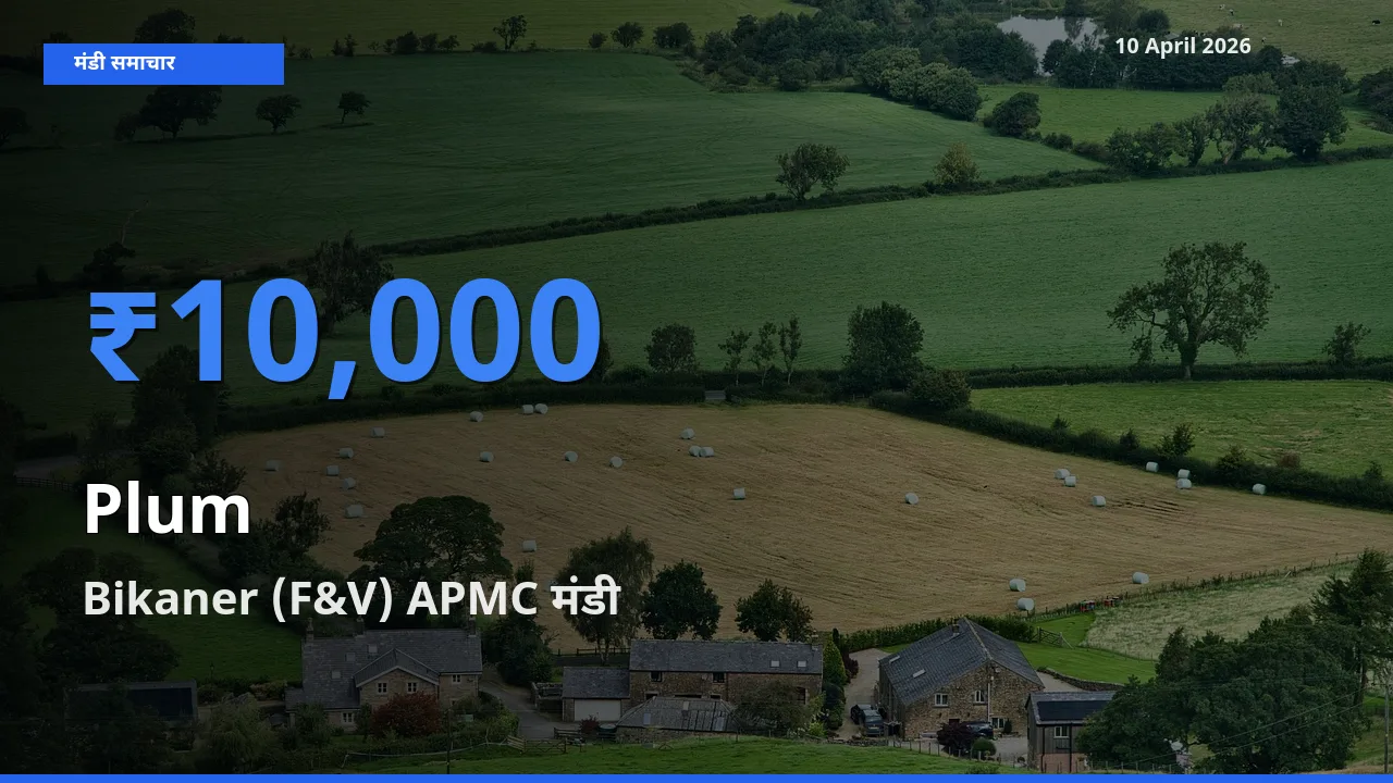 आज आलूबुखारा के सबसे ऊँचे दाम ₹10,000 Bikaner (F&V) APMC मंडी में