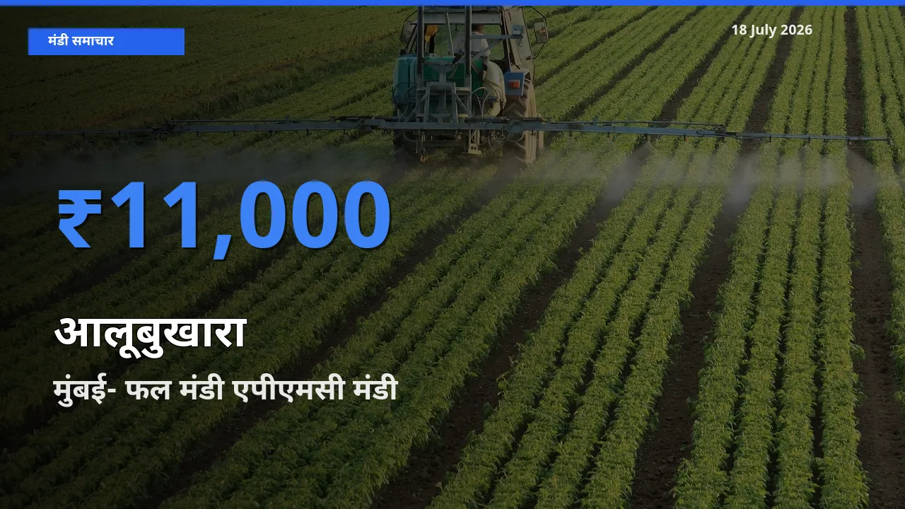 टॉप मंडी बना मुंबई- फल मंडी एपीएमसी! आलूबुखारा के सबसे ऊँचे दाम यहीं दर्ज