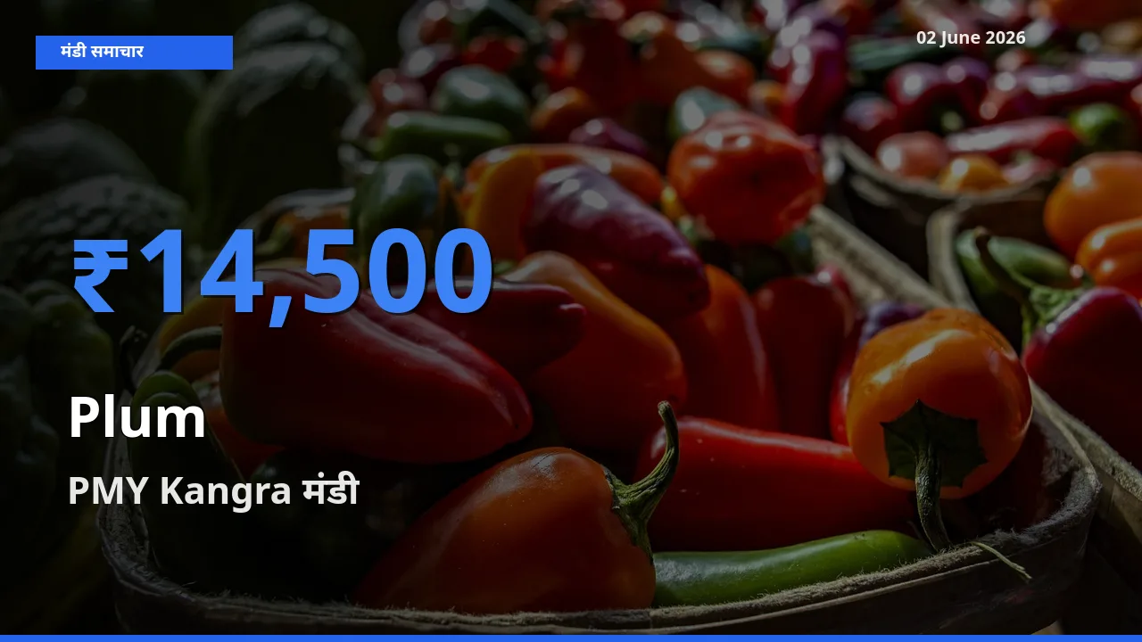 PMY Kangra मंडी में आलूबुखारा ₹14,500 पर पहुँचा – आज का सर्वोच्च भाव