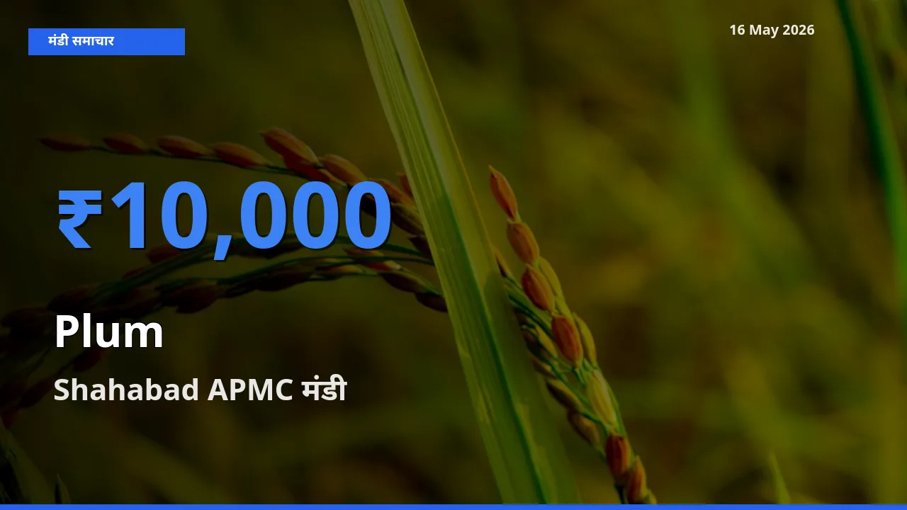 आज आलूबुखारा के सबसे ऊँचे दाम ₹10,000 Shahabad APMC मंडी में