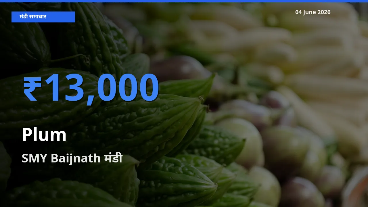 टॉप मंडी बना SMY Baijnath! आलूबुखारा के सबसे ऊँचे दाम यहीं दर्ज