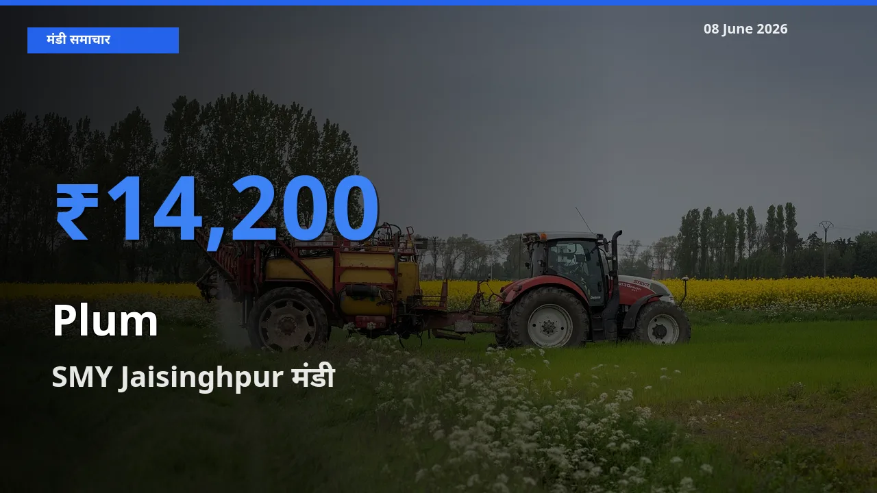 SMY Jaisinghpur मंडी में आज आलूबुखारा के सबसे ऊँचे दाम दर्ज