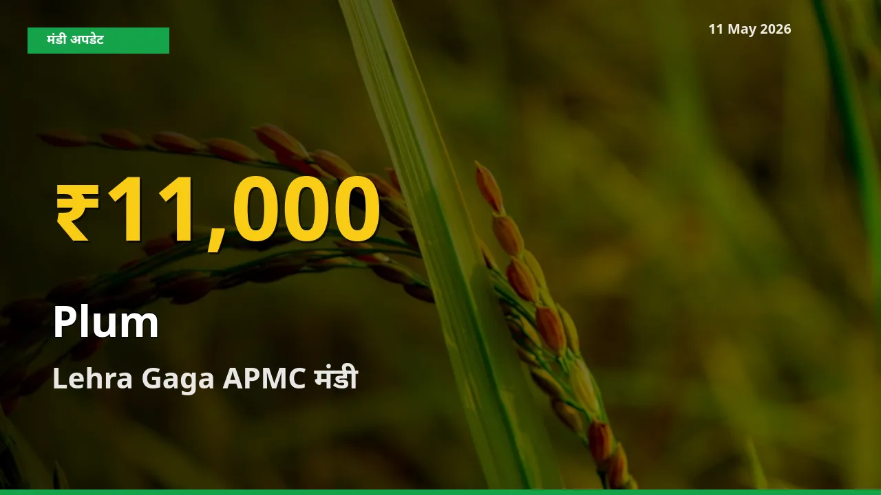 Lehra Gaga APMC में आलूबुखारा ₹11,000 पर पहुँचा – अब तक का उच्चतम भाव