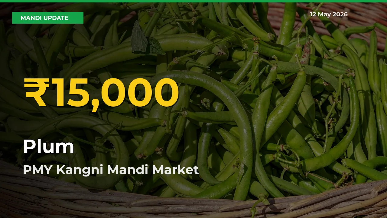 Plum Prices Soar to Record High in PMY Kangni Mandi – Farmers Alert Today