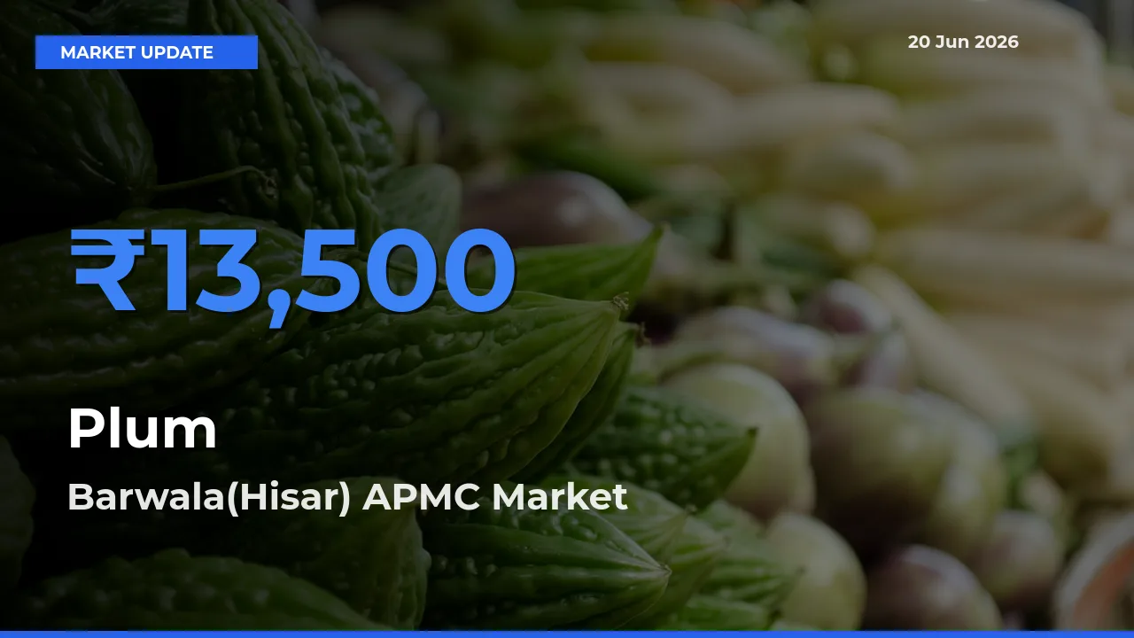 Barwala(Hisar) APMC Tops Plum Mandi Rates Today