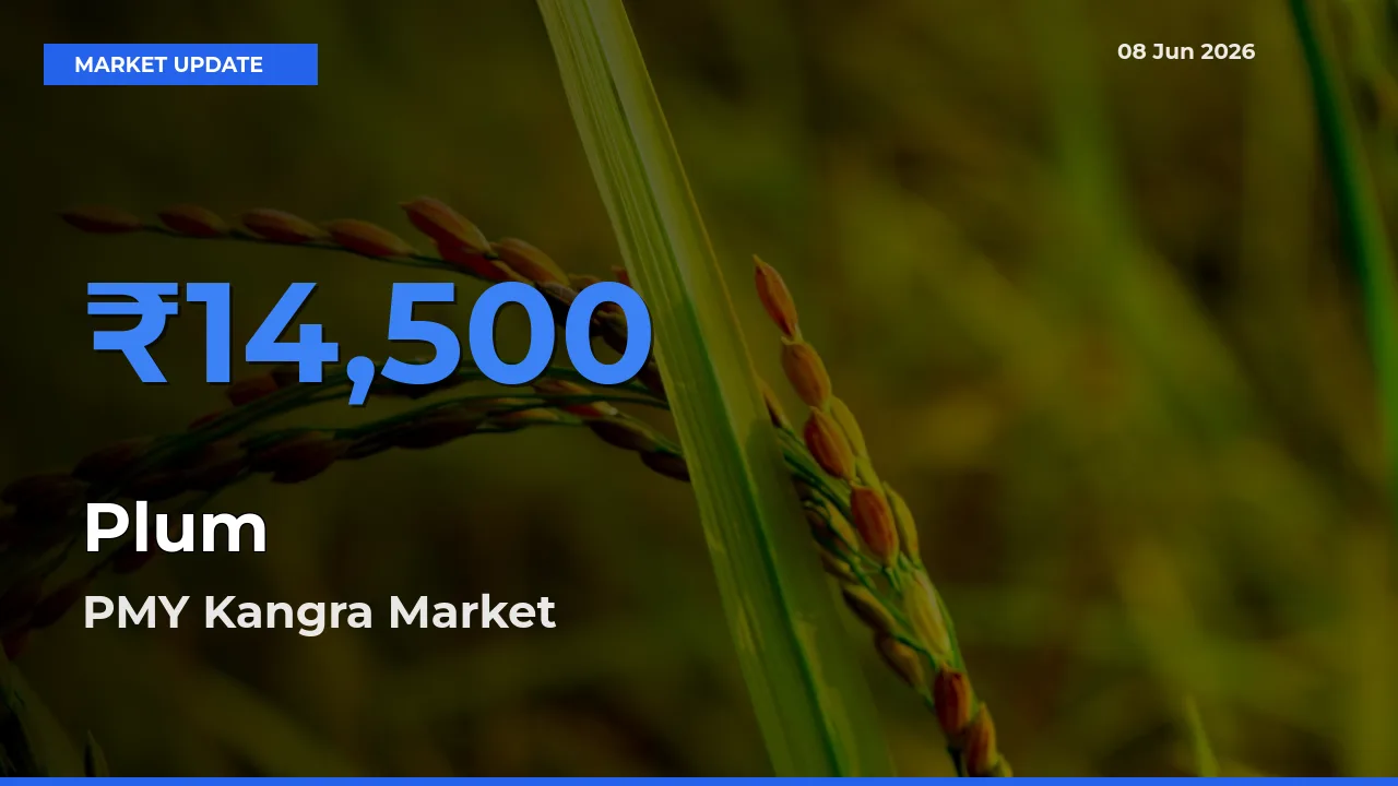 Market Watch: PMY Kangra Becomes Top Mandi for Plum