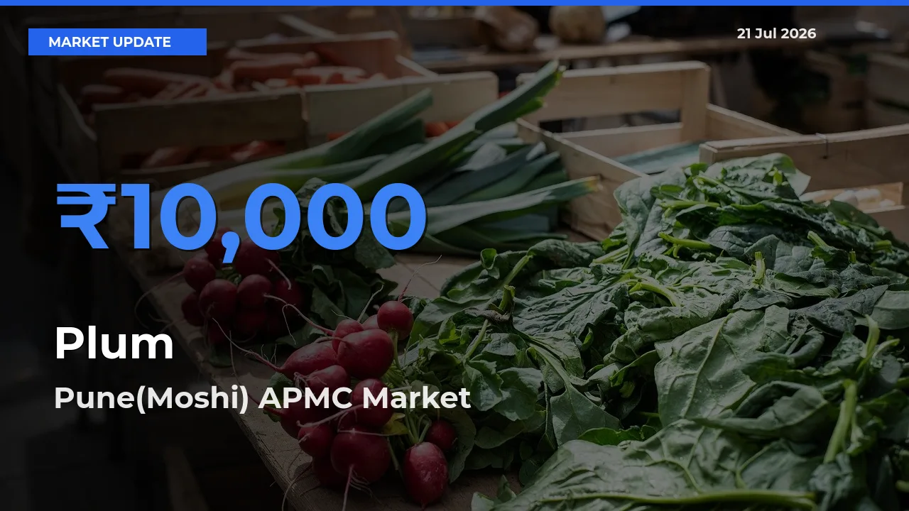 Top Performer! Pune(Moshi) APMC Offers Best Plum Price Today