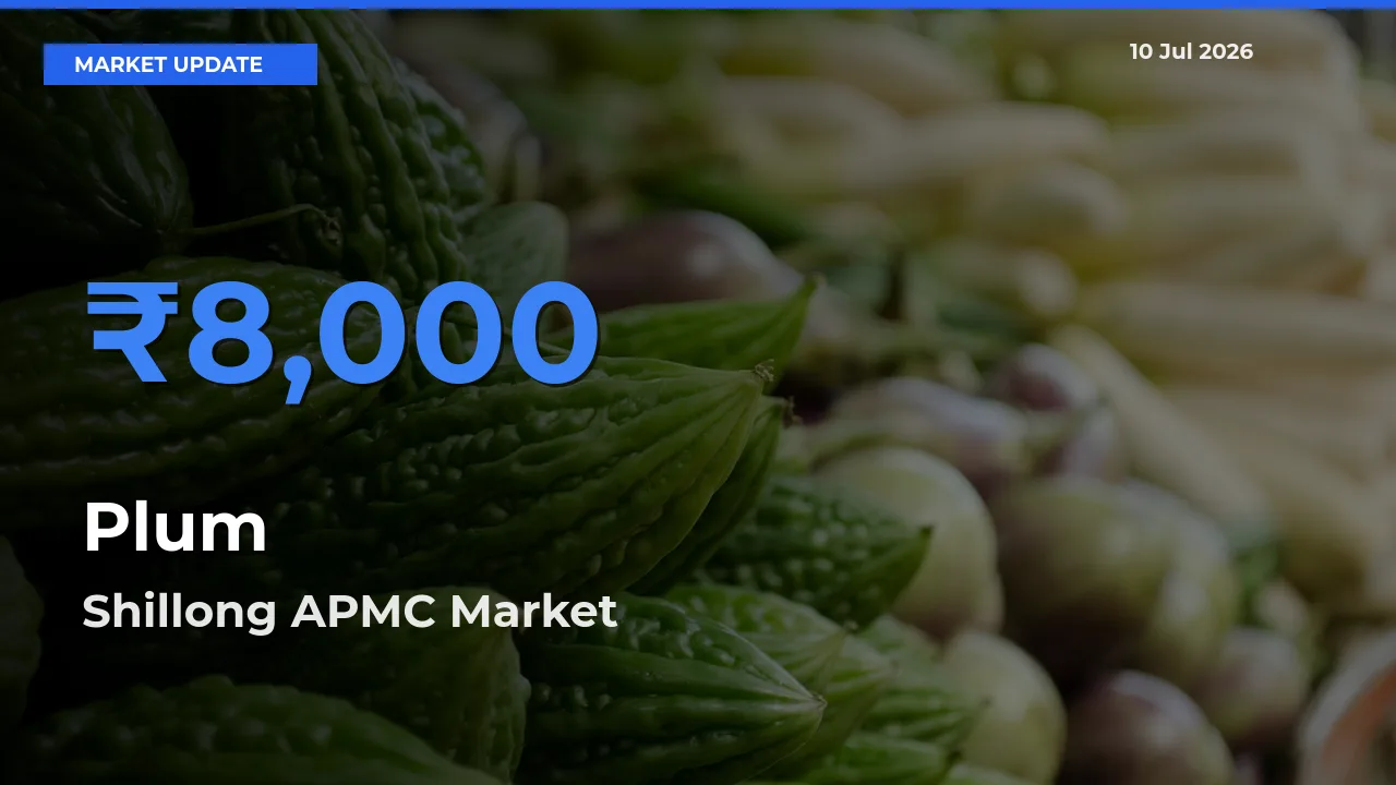 Plum Mandi Rate Today: Shillong APMC Tops the List