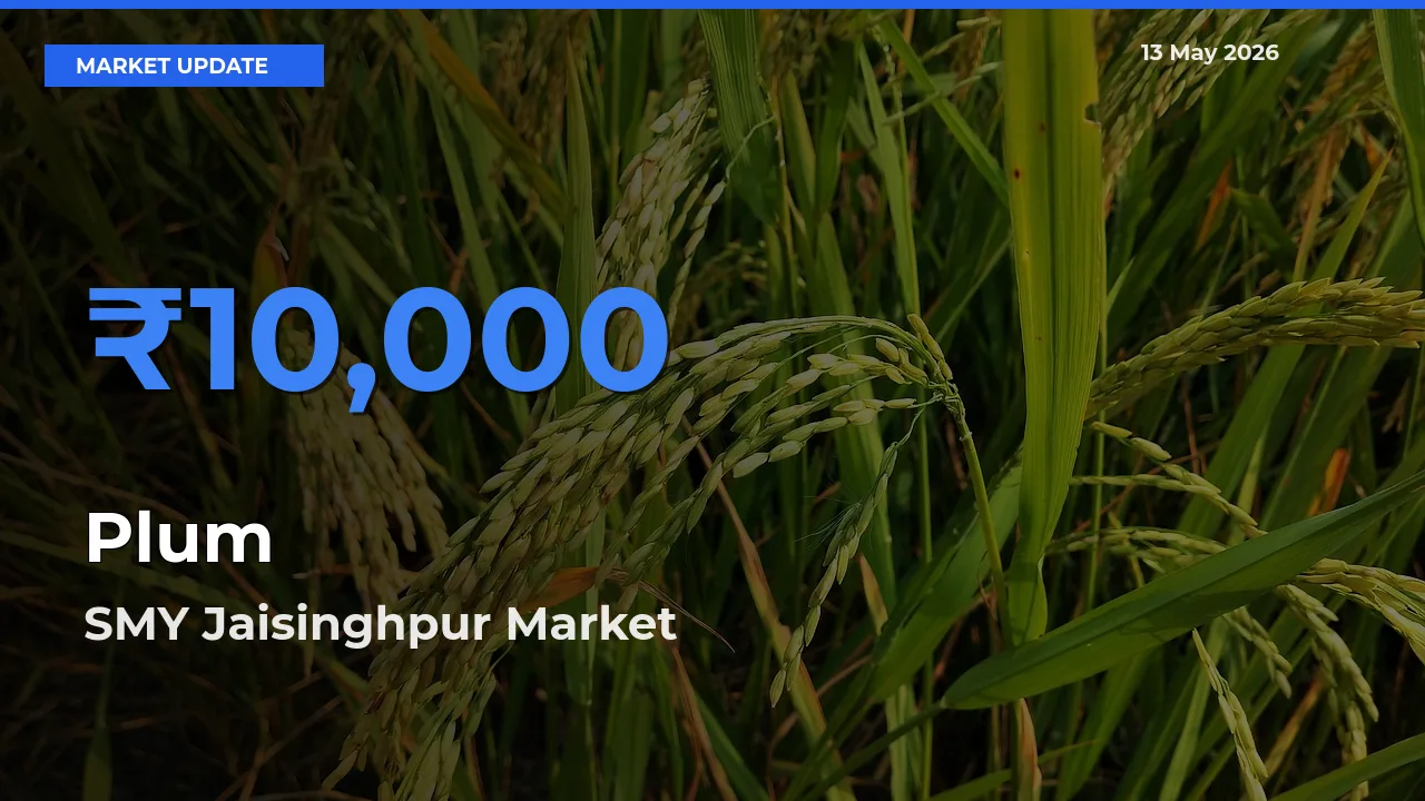 SMY Jaisinghpur Tops Plum Rates – May 13 Market Update