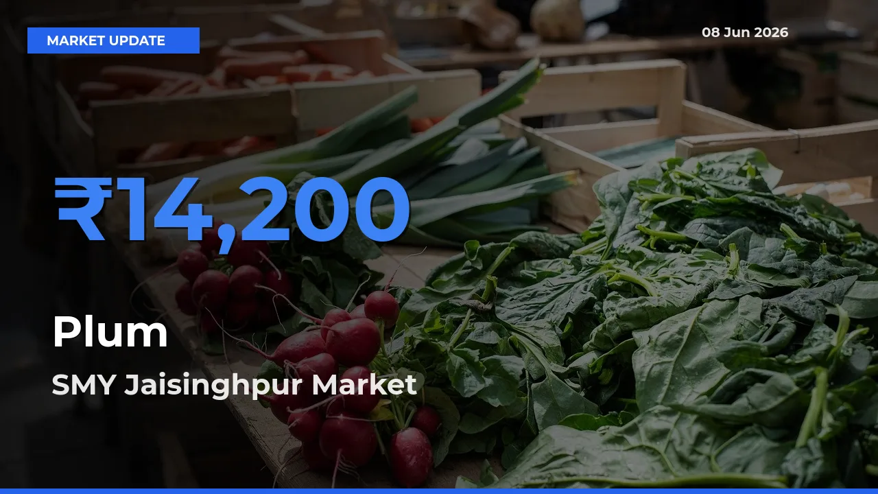 SMY Jaisinghpur Offers ₹14,200 – Highest Plum Rate Today