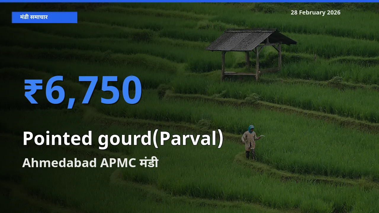 28 February अपडेट: Pointed gourd(Parval) के सबसे ऊँचे दाम Ahmedabad APMC मंडी में