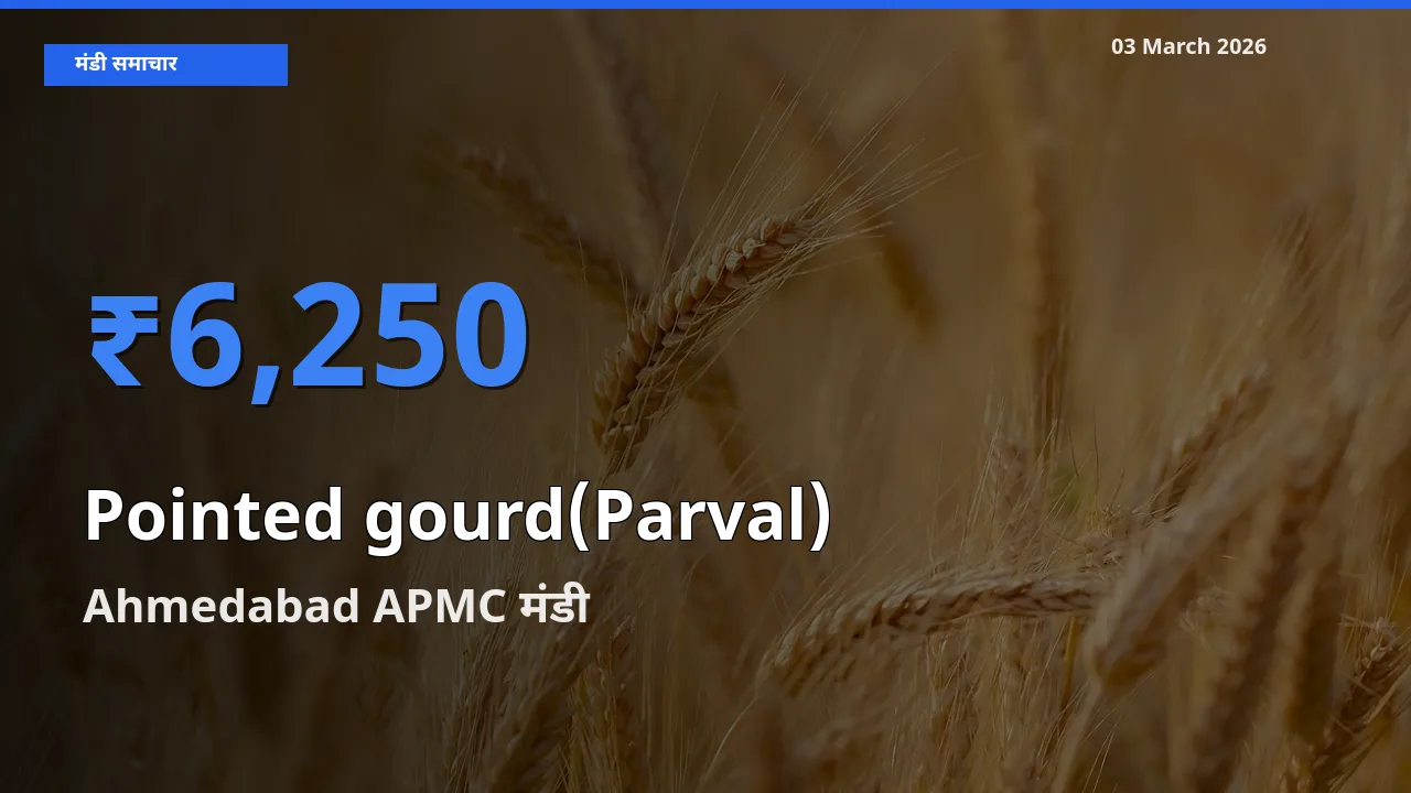Ahmedabad APMC मंडी में आज परवल के सबसे ऊँचे दाम दर्ज
