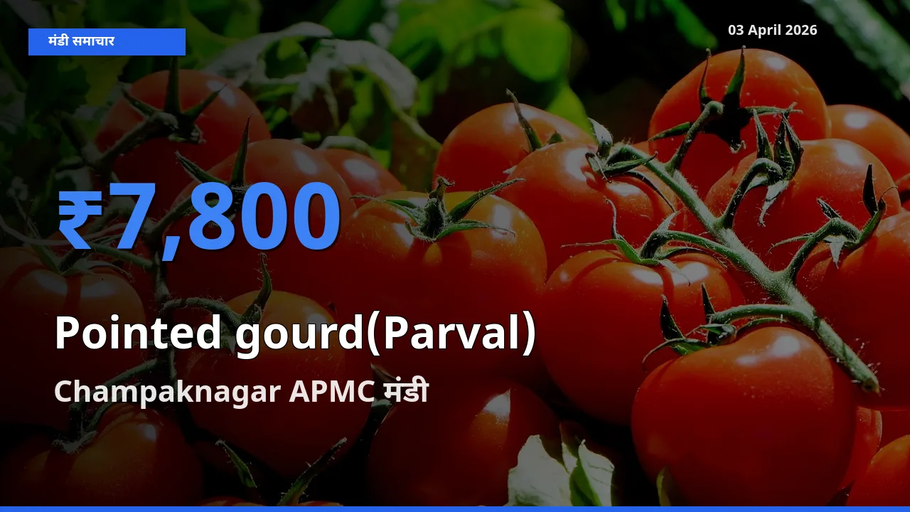 आज का मंडी भाव: परवल के सबसे ज़्यादा दाम Champaknagar APMC में